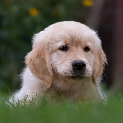 puppies video's profile picture