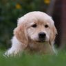 Profilbild von puppies video