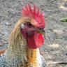 Mother Clucker 🐔 🐔 profil fotoğrafı