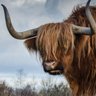 Фото профиля HairyCoo III