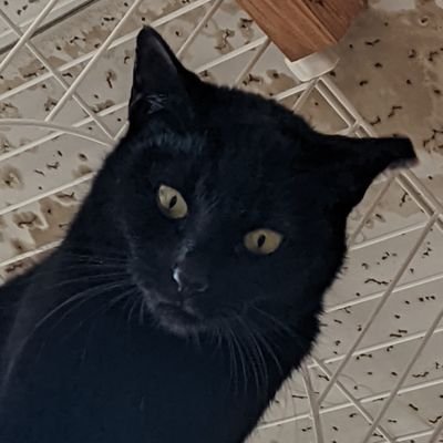 津軽あむ's profile picture