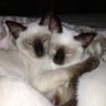 Mama D Cat Lady 🇺🇦🌈 🪷🐈⬛ profil fotoğrafı