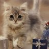 Фото профиля Gatobianco