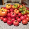 Фото профиля Tomato