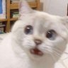 Fullsunโ๐ป๐ป๐งธ๐โจ's profile picture