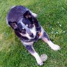 Countryheeler's profile picture