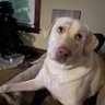 Фото профиля BarksAtEveything