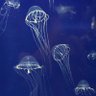 Фото профиля Tomonori Suzuki