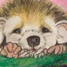 Hedgehog512's profile picture