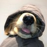 A yin si profil fotoğrafı