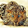 HuGokú profil fotoğrafı