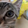 猫、飼い始めました's profile picture