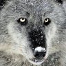 Profilbild von Canis Nix