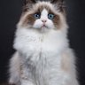 liang's profile picture