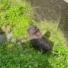 Фото профиля かもしか