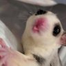 Profilbild von アモとモレは元気!ビビりは頑張っている