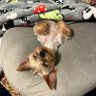 ヨーキーなもこたさん🐶's profile picture