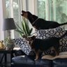 Dawn S's profile picture