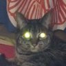 Profilbild von uzmz5656
