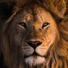 Harbi Aslan 🦁🇹🇷 profil fotoğrafı