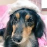 あすか's profile picture