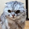 ラムrampapa profil fotoğrafı