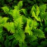 fernfronds 🌿🏳️🌈🏴☠️ profil fotoğrafı
