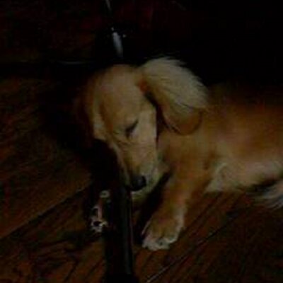 ぷりんぶんた's profile picture
