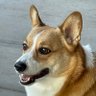 Profilbild von AZCorgiMom