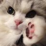 ぽぴぴとねこちゃんズ profil fotoğrafı