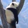 Ponxu profil fotoğrafı