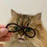 Profilbild von 猫の助手
