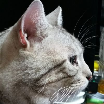 himakun's profile picture