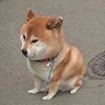 shiba's profile picture