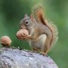 くるみ🐿️ profil fotoğrafı