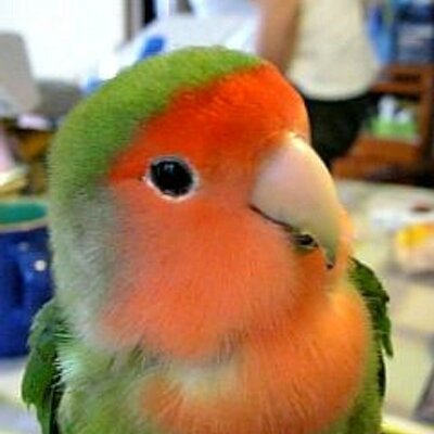 おーちゃん's profile picture