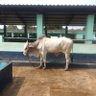 Sharwan Kumar Kaushik's profile picture