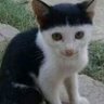 Daniel Santiago Hernandez Rodriguez's profile picture