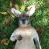 Skippy Roo profil fotoฤrafฤฑ