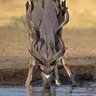 Фото профиля J Ndau Vet