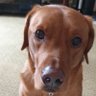 S A profil fotoğrafı