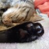 Profilbild von うずらもち