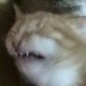 Profilbild von Existential Meltdown