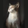 Vk Alves ଘ(੭ˊᵕˋ)੭* ੈ✩‧₊˚ profil fotoğrafı