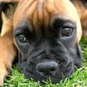 Definitely Not a Dog 的头像