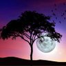 Aarya.com's profile picture