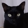 Фото профиля Sabrina kitty 🐈⬛