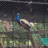 Vasudev profil fotoğrafı