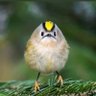 Spen profil fotoğrafı