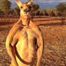 Zlatanson's profile picture